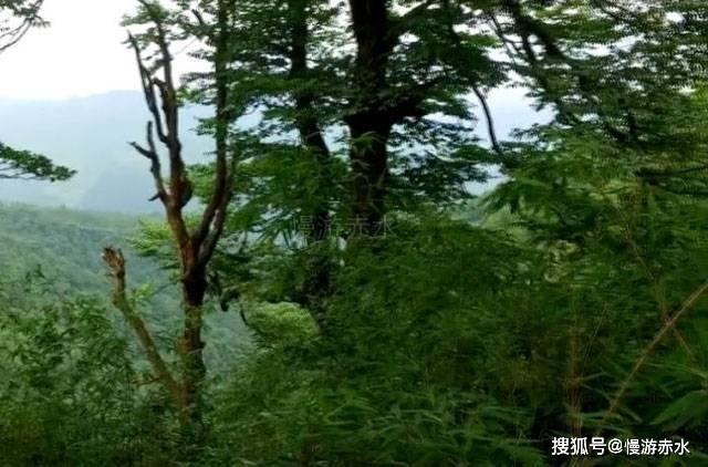 梅园焕新,遇见“梅”好,六大活动带你玩转2024东湖梅花节